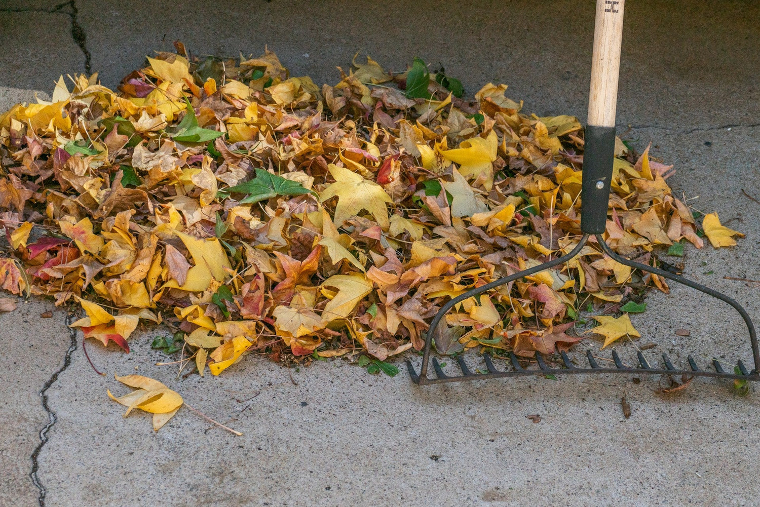 Leaf Cleanup Tools