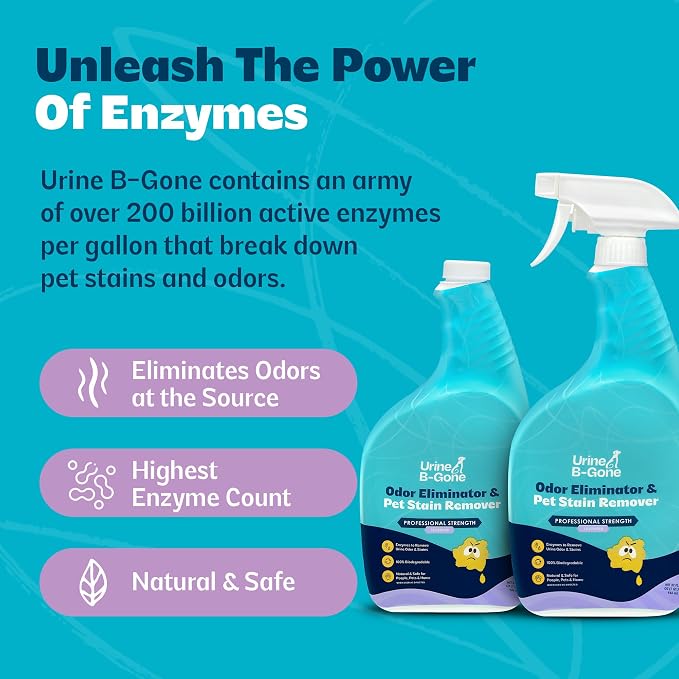 Urine B-Gone, Professional Enzyme Odor Eliminator & Pet Stain Remover, Human, Cat & Dog Urine Cleaner, Effective on Laundry, Carpets & More, Lavender Scent, 32oz, Pack of Two