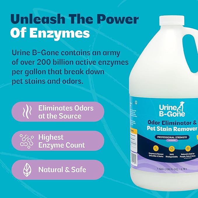 Urine B-Gone, Professional Enzyme Odor Eliminator & Pet Stain Remover, Human, Cat & Dog Urine Cleaner, Effective on Laundry, Carpets & More, Lavender Scent, 1 Gallon