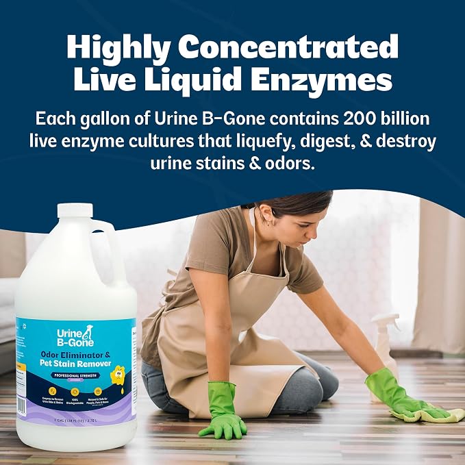 Urine B-Gone, Professional Enzyme Odor Eliminator & Pet Stain Remover, Human, Cat & Dog Urine Cleaner, Effective on Laundry, Carpets & More, Lavender Scent, 1 Gallon